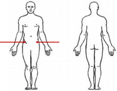 <p>groin area</p>