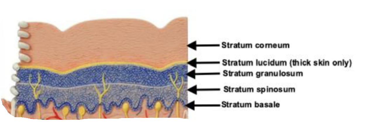 <p>(stratum)</p><ul><li><p>basale</p></li><li><p>spinosum</p></li><li><p>granulosum</p></li><li><p>lucidum (thick skin only)</p></li><li><p>corneum</p></li></ul><p>(boys say girls like corn)</p><p></p>