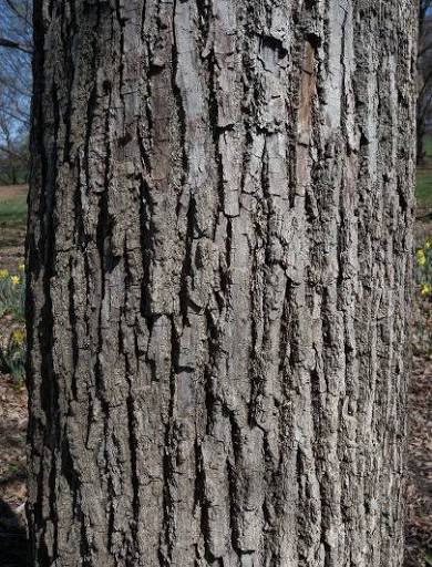 <p>The bark is smooth when its younger, but older gets distinctive vertical furrows seperated by broad flat ridges</p>