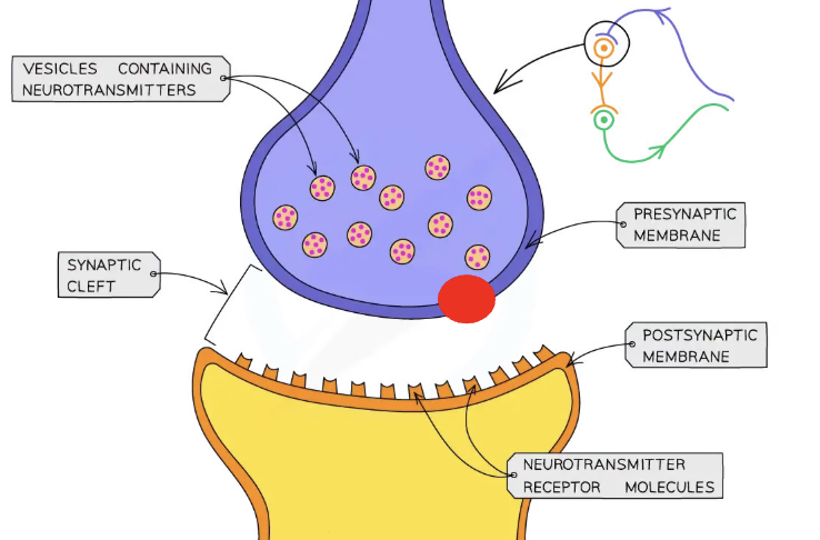 <p>What is this red dot in the synapse of a neuron called?</p>