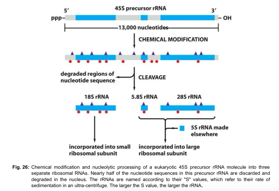 <p>Structure </p><ul><li><p>the most abundant RNA in cells are rRNA (80% of RNA in rapidly dividing cells) </p></li><li><p><strong>rRNA genes are transcribed</strong> (by RNA pol I) and the <strong>rRNA</strong> is <strong>processed</strong> and <strong>assembled</strong> <strong>with proteins</strong> imported from the cytoplasm in the <strong>nucleolus</strong> - completed ribosomal subunits are exported via nuclear pores to the cytoplasm </p></li><li><p>4 types of eukaryotic rRNA (1 copy of each type per ribosome)</p><ul><li><p>3 of the 4 rRNA (18S, 5.8S and 28S) are made by <strong>chemically modifying</strong> and <strong>cleaving a single large precursor rRNA </strong></p></li></ul></li><li><p>each modification is made at a specific position in the precursor rRNA, function of modification probably regarding folding and assembly of final rRNA </p></li><li><p><strong>5S rRNA</strong> is synthesised from a separate cluster of genes (by RNA pol III), does <strong>not require chemical modification </strong></p></li></ul><p></p><p></p>