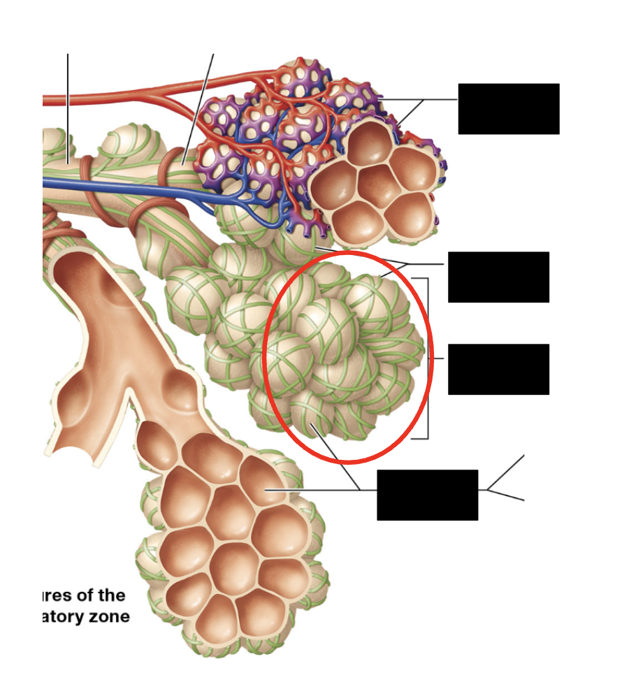 <p>Identify the highlighted structure</p>