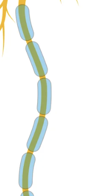 <p>Myelin Sheath</p>