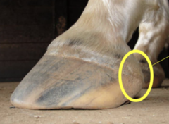 <p>What is this part of the equine hoof? What is its function?</p>