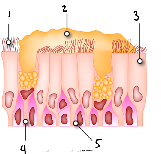 <p>Label the diagram</p>