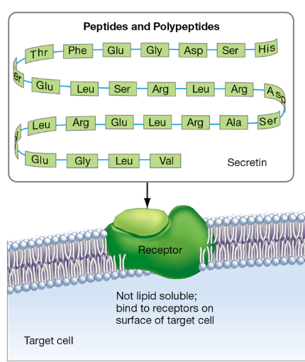 <p>Overview of peptide hormones </p>