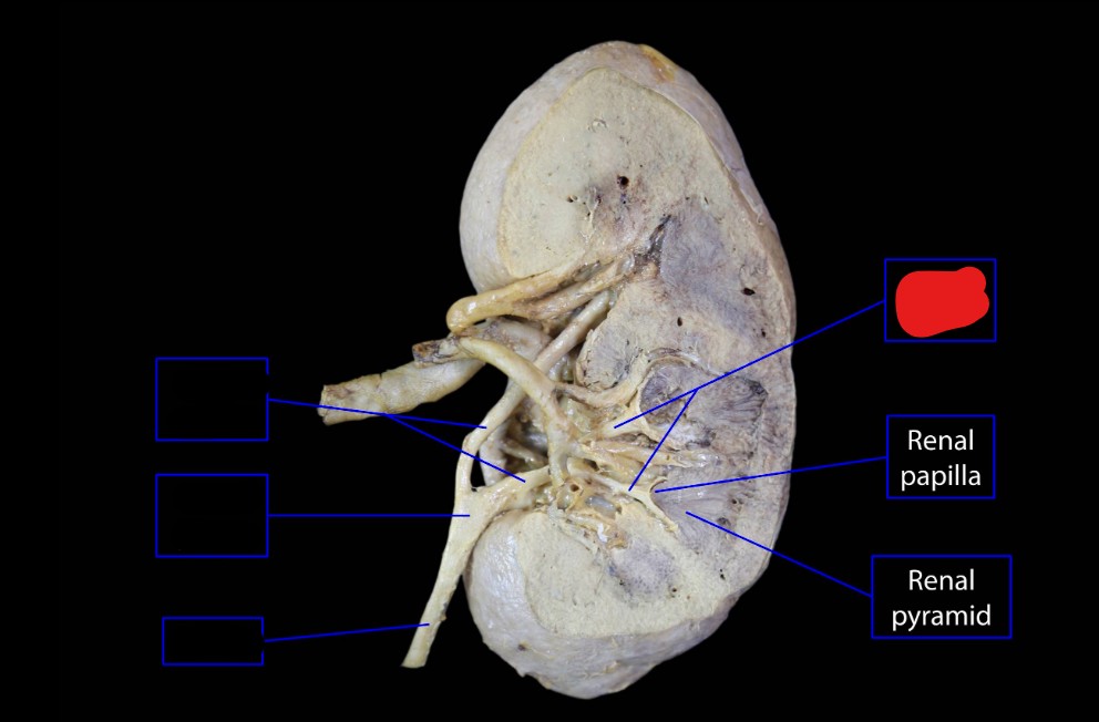 <p>ID Structures</p>