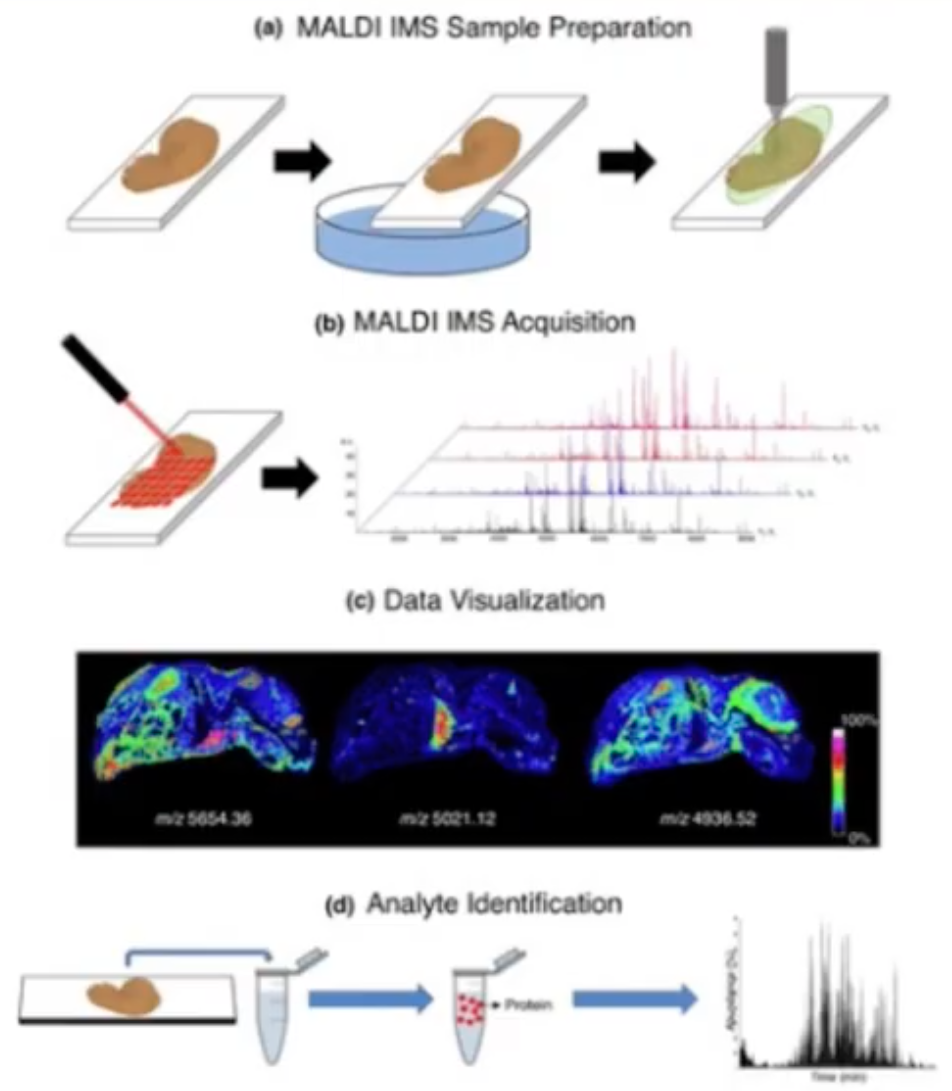 <p><span style="background-color: transparent;"><strong>MALDI-IMS (Matrix-Assisted, Laser Desorption, Mass Spectrometry) Microscopy</strong></span></p>