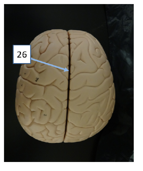 <p>What structure is #26</p>
