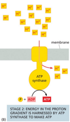 <p><strong>proton gradient</strong> serves as E source that can be used to drive many E-requiring reactions</p><ul><li><p>in mitochondria, chloroplasts and prokaryotes</p></li><li><p><strong>SYNTHESIS OF ATP BY SYNTHASE</strong></p></li></ul><p></p>