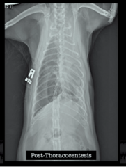 <p>This is the VD of the cat AFTER thoracocentesis. What side was the thoracocentesis done on?</p>