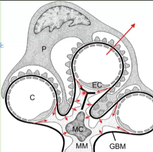 <p>glomerulus-mesengial cells</p>