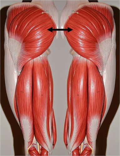 <p>Muscle, Origin, Insertion, Action. Perform the action on your own body</p>