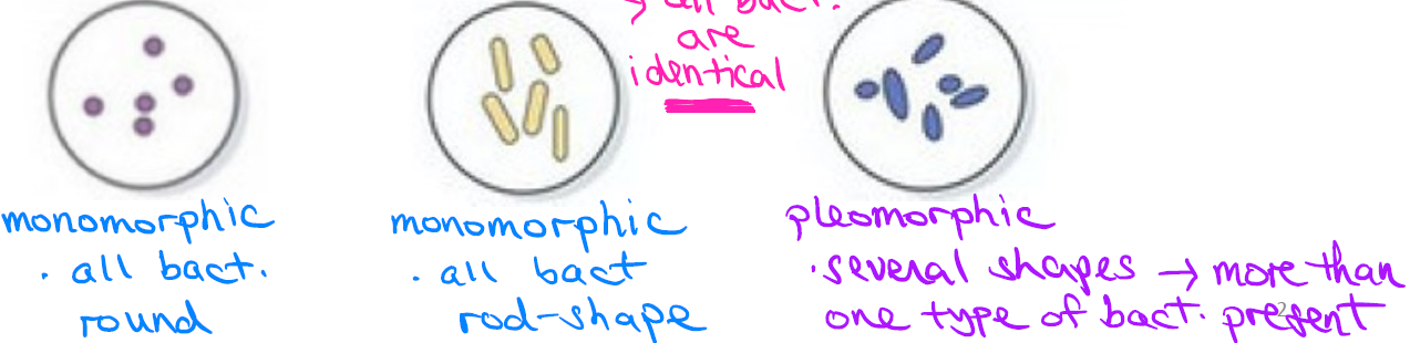 <p>Monomorphic = one shape present in visual field, all bacteria are identical (majority of bacteria).</p><p></p><p>Pleomorphic = many/several shapes present in visual field, meaning more than one type of bacteria is present.</p>
