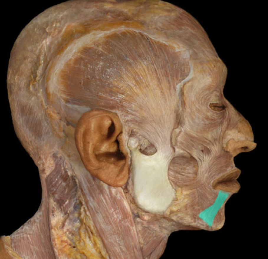 <p>Action:</p><ul><li><p>Depression of lower lip (pout)</p></li></ul><p>Origin:</p><ul><li><p>Mandible (body)</p></li></ul><p>Insertion:</p><ul><li><p>Blends with muscles of lower lip</p></li></ul><p>Innervation:</p><ul><li><p>Facial nerve (CN VII)</p></li></ul><p></p>