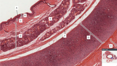 <p>Identify the type of tissue labeled G</p>