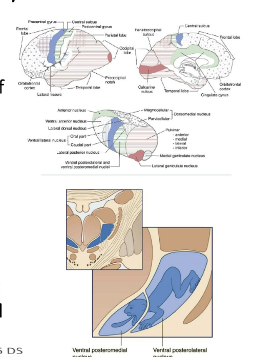 <p>Contents</p><ul><li><p>Ventral posteriorlateral nucleus (VPL), site of termination of somatosensory pathways representing body</p></li><li><p>Ventral posteriormedial nucleus (VPM), where trigeminal representing face and oral cavity terminate.</p></li><li><p>Ventral posterior inferior nucleus (VPI) in a small ares between VPL and VLM</p><ul><li><p>VPI to oral part of VPL receives vestibular info and project to the posterior insular vestibular cortex (PIVC) @ the posterior ends of the inusla and vestibular cortex of the pariteal lobe (in depths of central sulcus(3a) and rostral tip of the intrapariteal sulcus (2v). </p></li></ul></li></ul><p>VP projects to the primary somatosensory cortex (S1) associated with the postcentral gyrus and posterior paracentral gyrus of the pariteal lobe.</p>