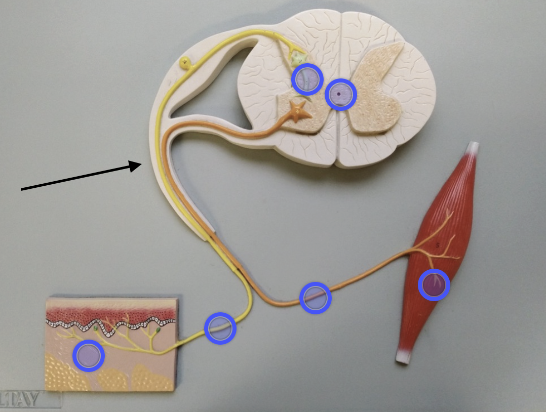 <p>True spinal nerve</p>
