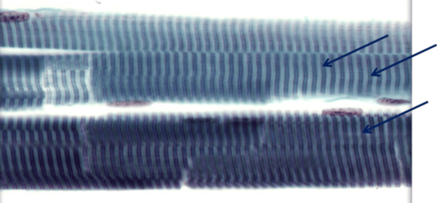 <p>What are these and how do they work?</p>