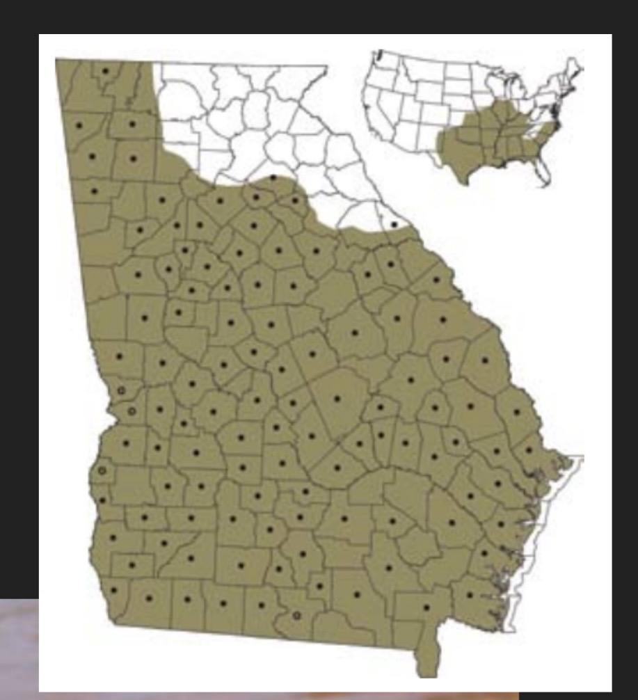 <p>All of GA excluding northeast corner </p><p>Still to slow moving water in coastal plains Prefer and piedmont wetlands </p><p>Nest terrestrially </p>