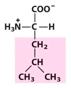 <p>Nonpolar </p><p>Aliphatic</p>