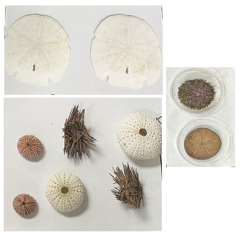 <p>What is this image of?</p><p>What Kingdom, Phylum, and Class are these found in?</p>