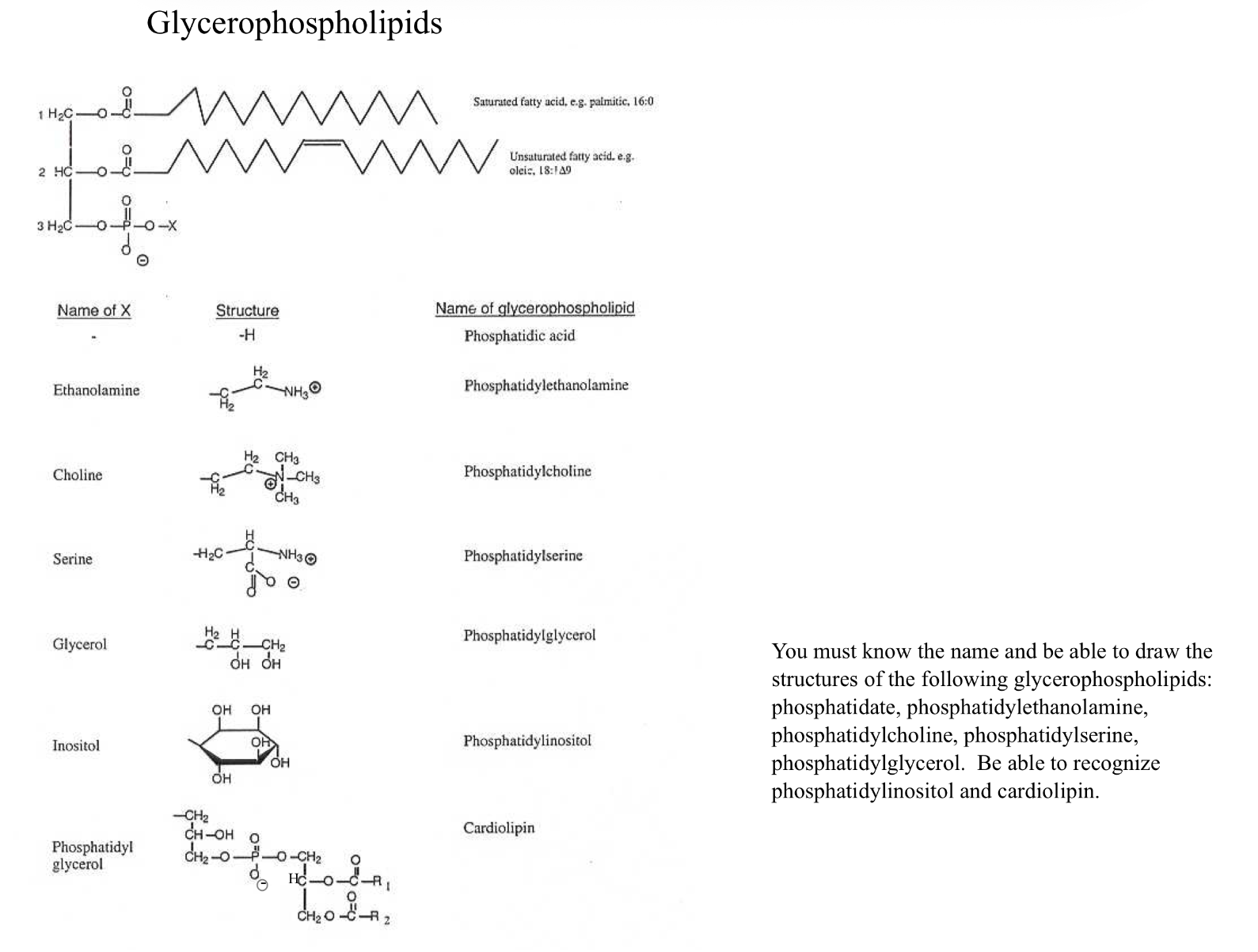 <p>Similar to TAGs with glycerol backbone but C3 is linked by phosphodiester bond which links to different head groups. FAs can also vary and molecule can have different properties based on attachments </p>