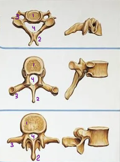 <p>What is number 4?</p>