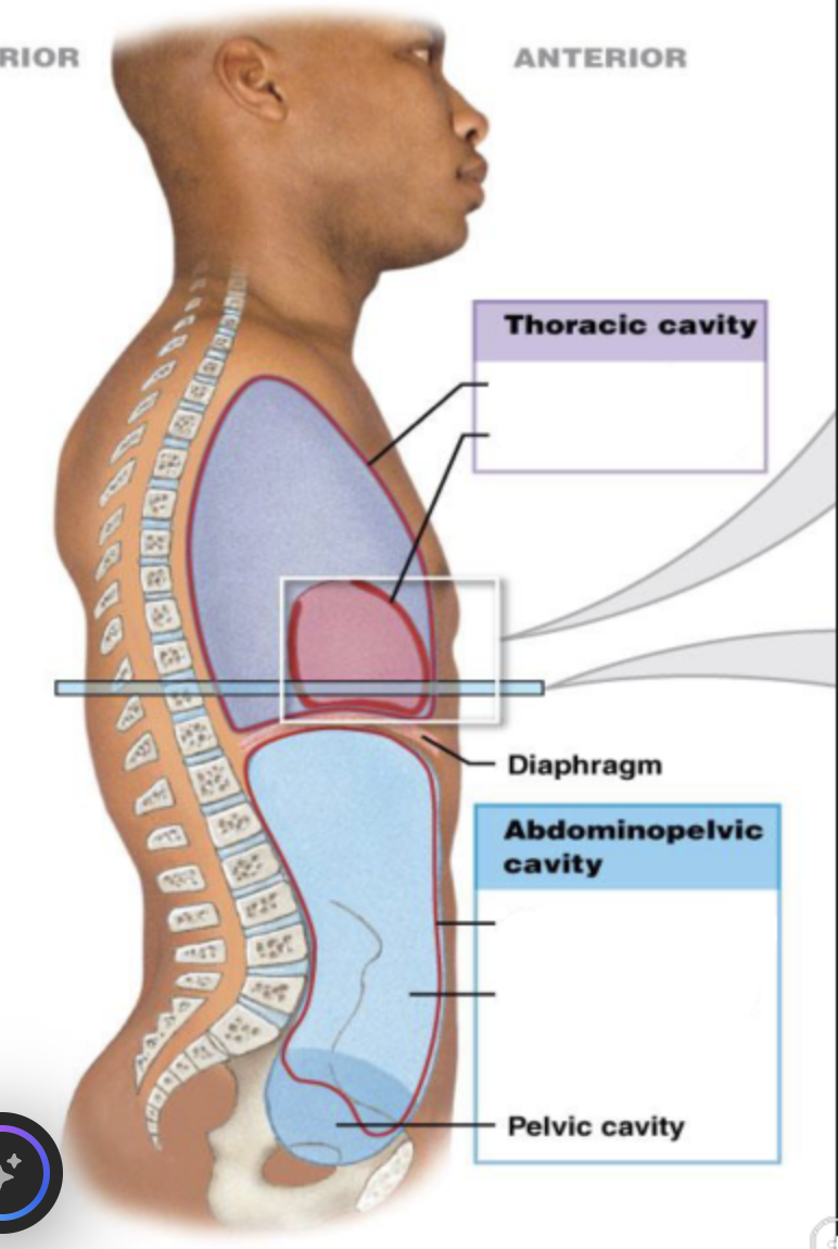 <p>pelvic cavity</p>