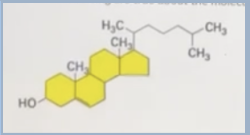<p><span style="background-color: transparent;">All of the following are true about the molecule below, EXCEPT</span></p><p><span style="background-color: transparent;">A. It is part of a cell membrane in eukaryotes</span></p><p><span style="background-color: transparent;">B. Contains both hydrophilic and hydrophobic regions</span></p><p><span style="background-color: transparent;">C. It is responsible for the membrane fluidity cells</span></p><p><span>D. It will only interact with the hydrophilic head group of cell membranes</span></p>