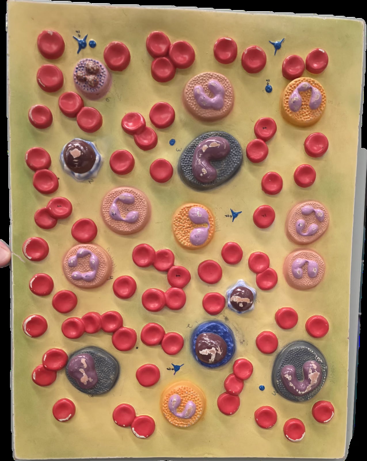 <p>Blood Cells</p>