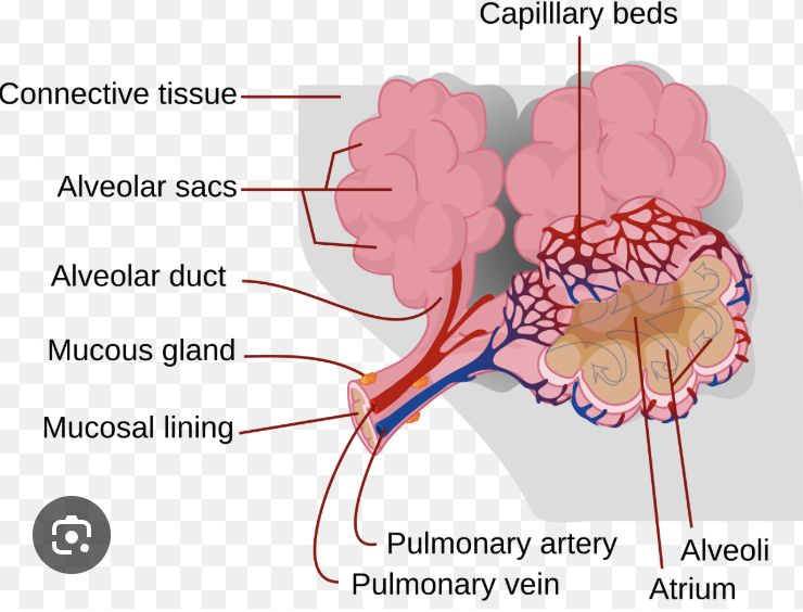 <p>the tiny air sacs in the lungs that have a hige surface area and very thin walls which allow for the diffusion of O2 and CO2. They are surrounded by capilaries </p>