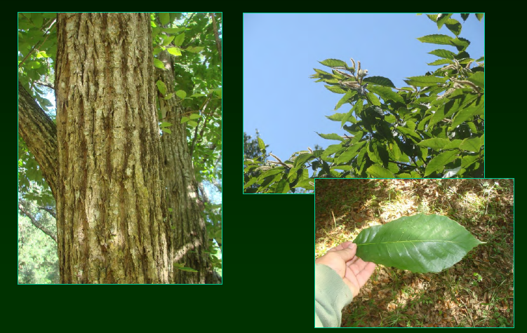 <p>•</p><p>Native to Asia</p><p>•</p><p>Resistant to Chestnut Blight</p><p>•</p><p>Key Characters:</p><p>•</p><p>Serrate leaves</p><p>•</p><p>Serrations have bristle tips</p><p>•</p><p>Vertical fissured bark</p><p>•</p><p>White, stinky flowers</p><p>•</p><p>Chestnuts!</p>