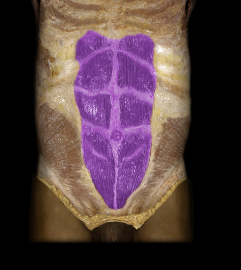 <p>Identification.</p>