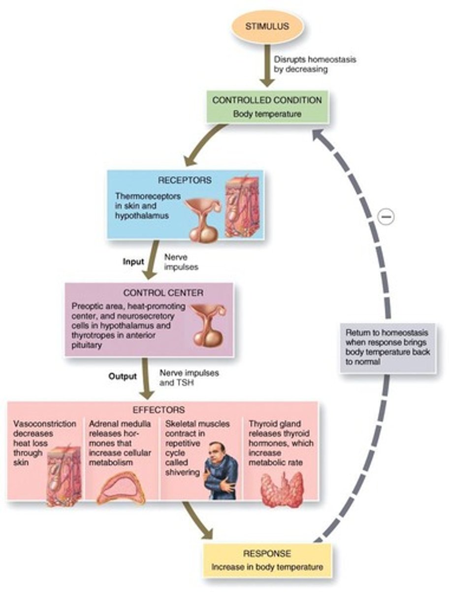 <p>The maintenance of core body temperature.</p>