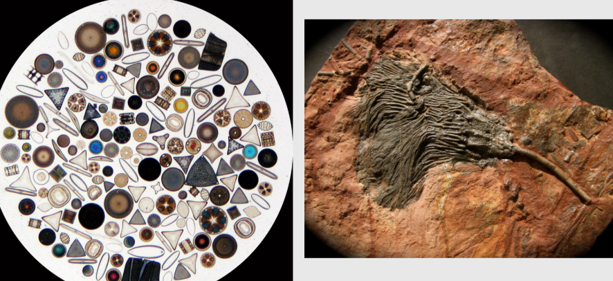 <p><span style="background-color: transparent;">Energy can transport fine grains that allow for fossil preservation (including large & small organisms)!</span></p>