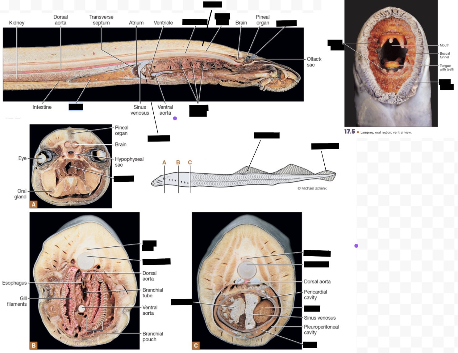<p>Lamprey (clade, structures)</p>