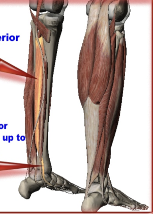 <p>Posterior Tibialis</p>