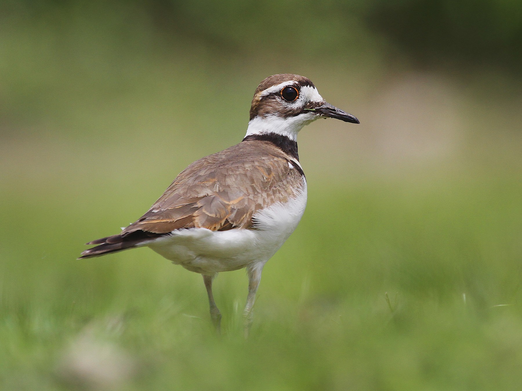 <p>Order Charadriiformes Family Charadriidae</p>