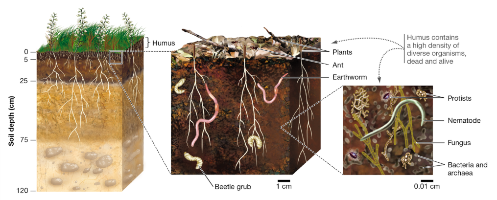 <p>How does soil composition affect nutrient availability?</p>
