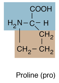 <p>Proline</p>