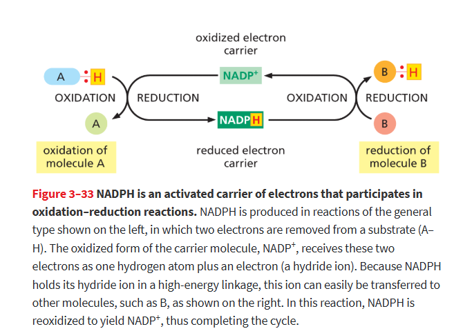 <p>an activated carrier that participates in many important biosynthetic reactions that would otherwise be energetically unfavorable</p>