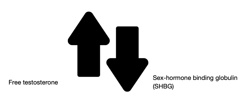 <ul><li><p>In PCOS, the amount of hirsutism has been correlated to serum androgen concentrations</p></li><li><p> Coexisting conditions that alter the bioactivity of androgens, such as hypothyroidism and obesity may also give rise to excessive hair growth </p><ul><li><p>↑ = Free testosterone</p></li><li><p>↓ = Sex-hormone binding globulin (SHBG)</p></li></ul></li></ul><p></p>