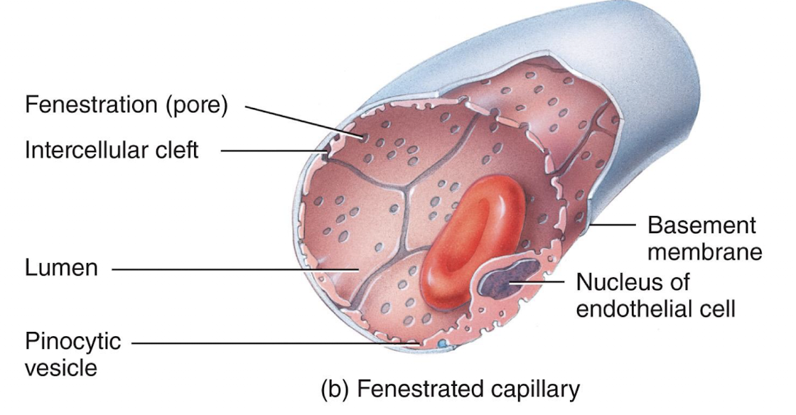 <p>filter small molecules (kidneys)</p>