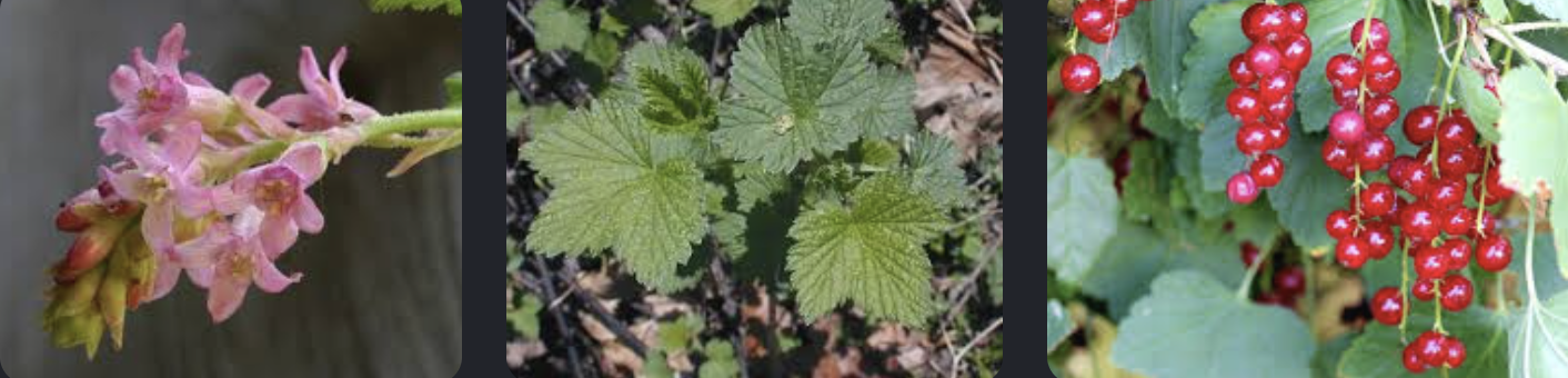 <p>Ribes</p>