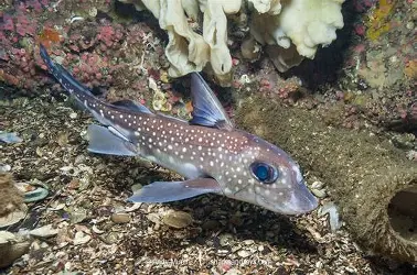 <p>single gill cover; no scales on most the body; continuously growing teeth that form crushing plates; immovable upper jaws</p>
