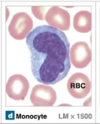 <p>Agranular leukocytes that originate form myeloid stem cells that are a type of macrophage → chronic infections</p><ul><li><p>Large size and have a U-shaped nucleus</p></li><li><p>Can leave circulation to enter tissues</p></li><li><p>Help activate lymphocytes and engulf pathogens</p></li></ul><p></p>