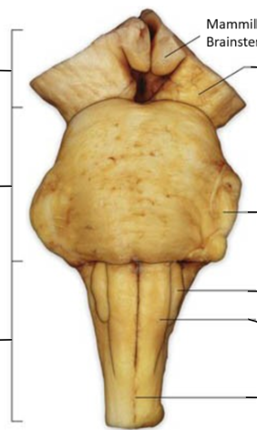 <p>Label this ventral view of the brainstem</p>