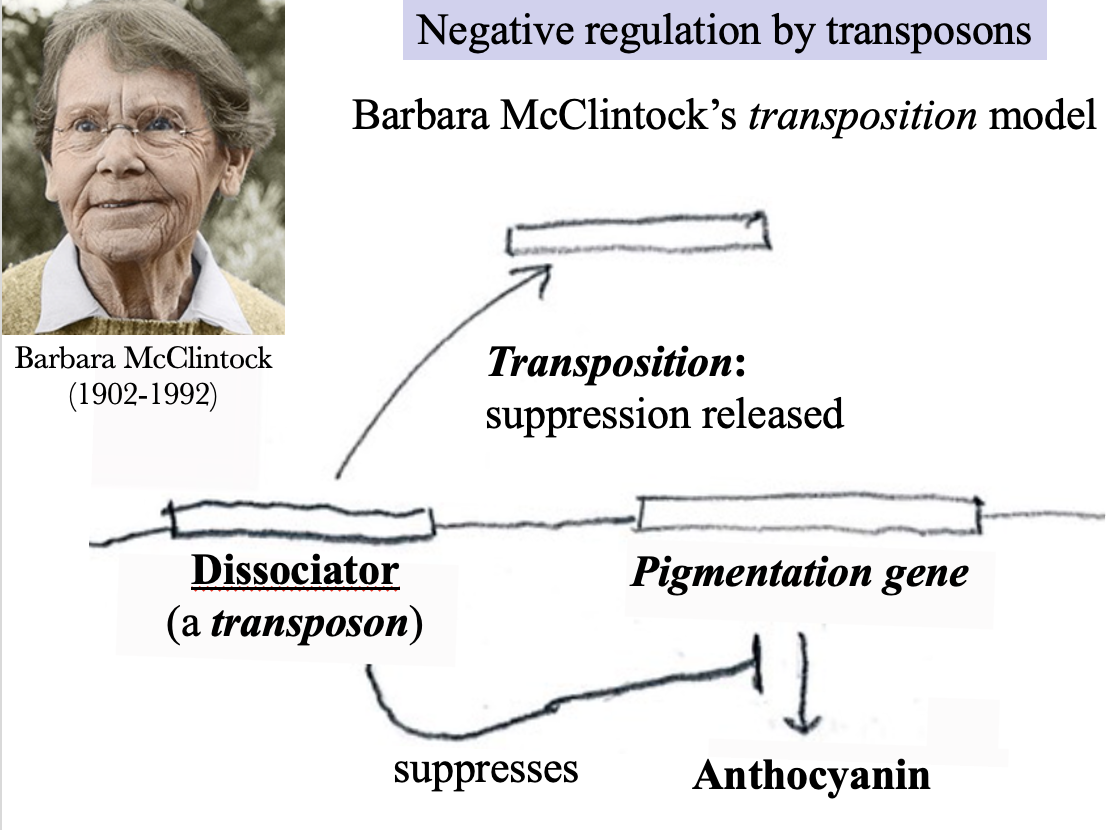 <p>The expression of a gene that is necessary for the synthesis of the pigment anthocyanin can be suppressed by a silencer that she named Dissociator. It is a transposon: a segment of DNA that can move from one location on a chromosome to another. If Dissociator is transpositioned, the suppression of the pigmentation gene is released, and anthocyanin can be made.</p><p>How long the Dissociator stays next to the pigmentation gene before “jumping” affects the degree of pigmentation and mottling in a maize kernel. The reddish-purple patterns caused by the transposon may be dots, blotches, or streaks. If the transposon stays next to the pigmentation gene long enough, the grain will be completely unpigmented. </p>