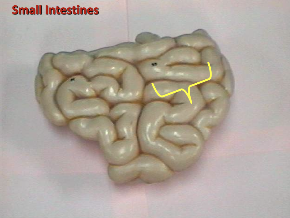 <p>Identify the organ.</p>